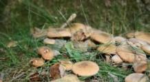 Сбор грибов в лесу по всем правилам