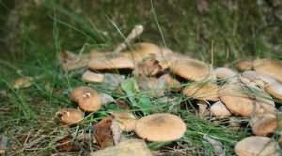 Где и как правильно собирать грибы? Сбор грибов в лесу по всем правилам. К чему снится собирать грибы в лесу? Что говорят сонники? Приснились грибы в лесу к чему